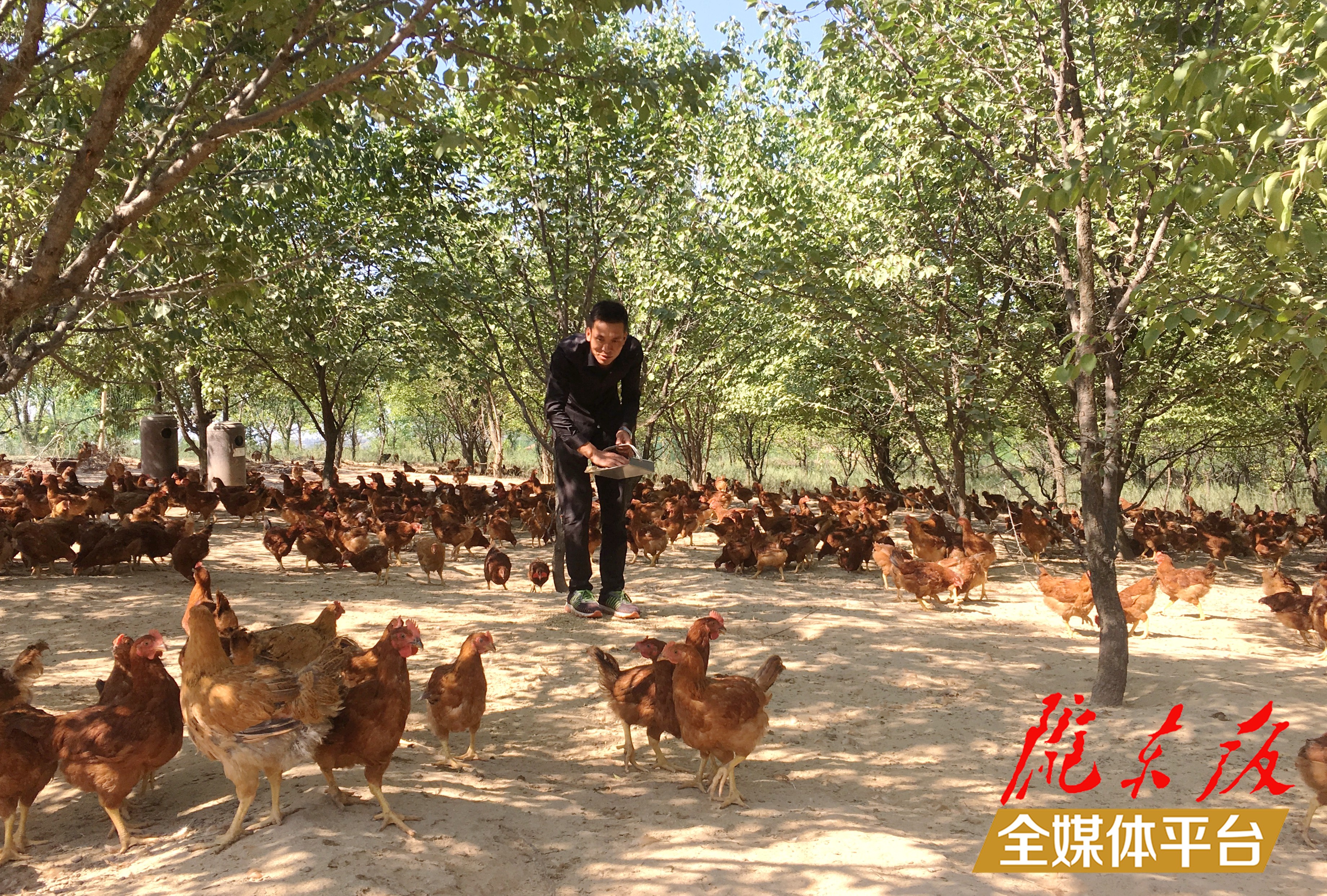 林下生態(tài)雞養(yǎng)殖。 盤小美 攝