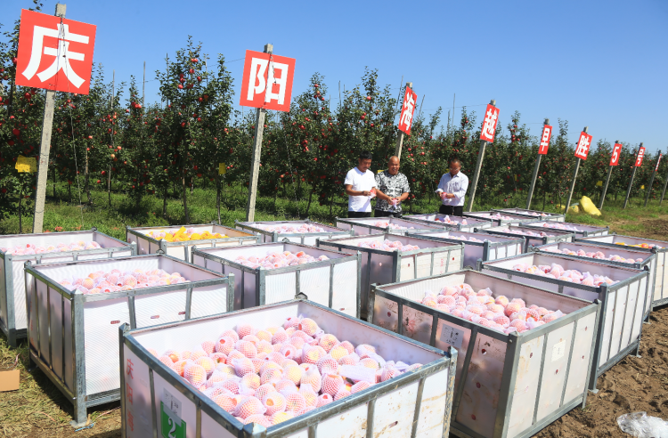 9月20日，慶陽海越農(nóng)業(yè)發(fā)展有限公司早勝基地蘋果喜獲豐收，吸引了外地客商前來采購。圖為客商正在查看果品。特約攝影 李建琪 攝