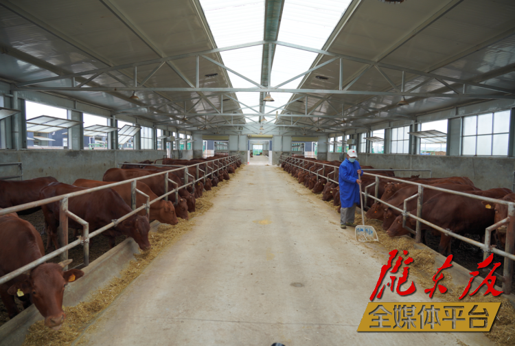 正寧縣正興現(xiàn)代農(nóng)牧千頭早勝牛繁育基地。本報(bào)記者 劉萍凝 攝