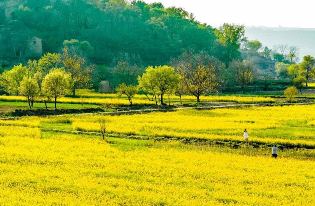 來慶陽(yáng)，一起“上春山”