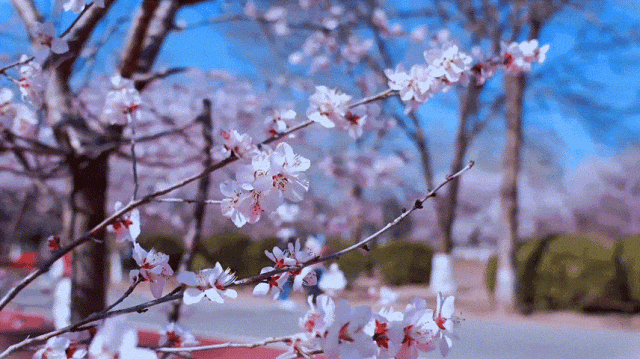 慶陽的春日，舉目晴明，一路春暖花開