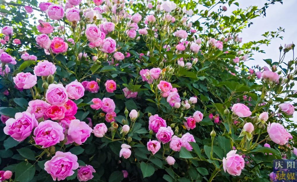 【攝影報道】薔薇花開！邂逅夏日的浪漫