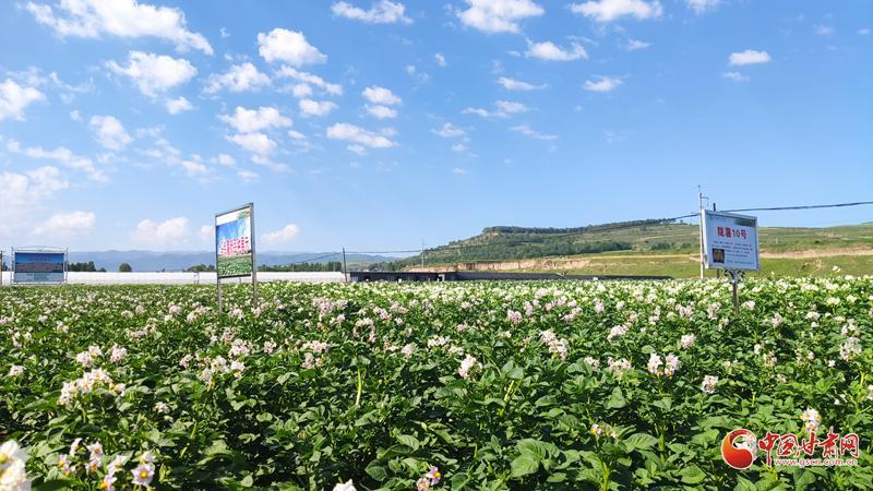 【青春華章·重走西北角】五任所長(zhǎng)接力！這顆“隴薯”品種藏著60年的奮斗史