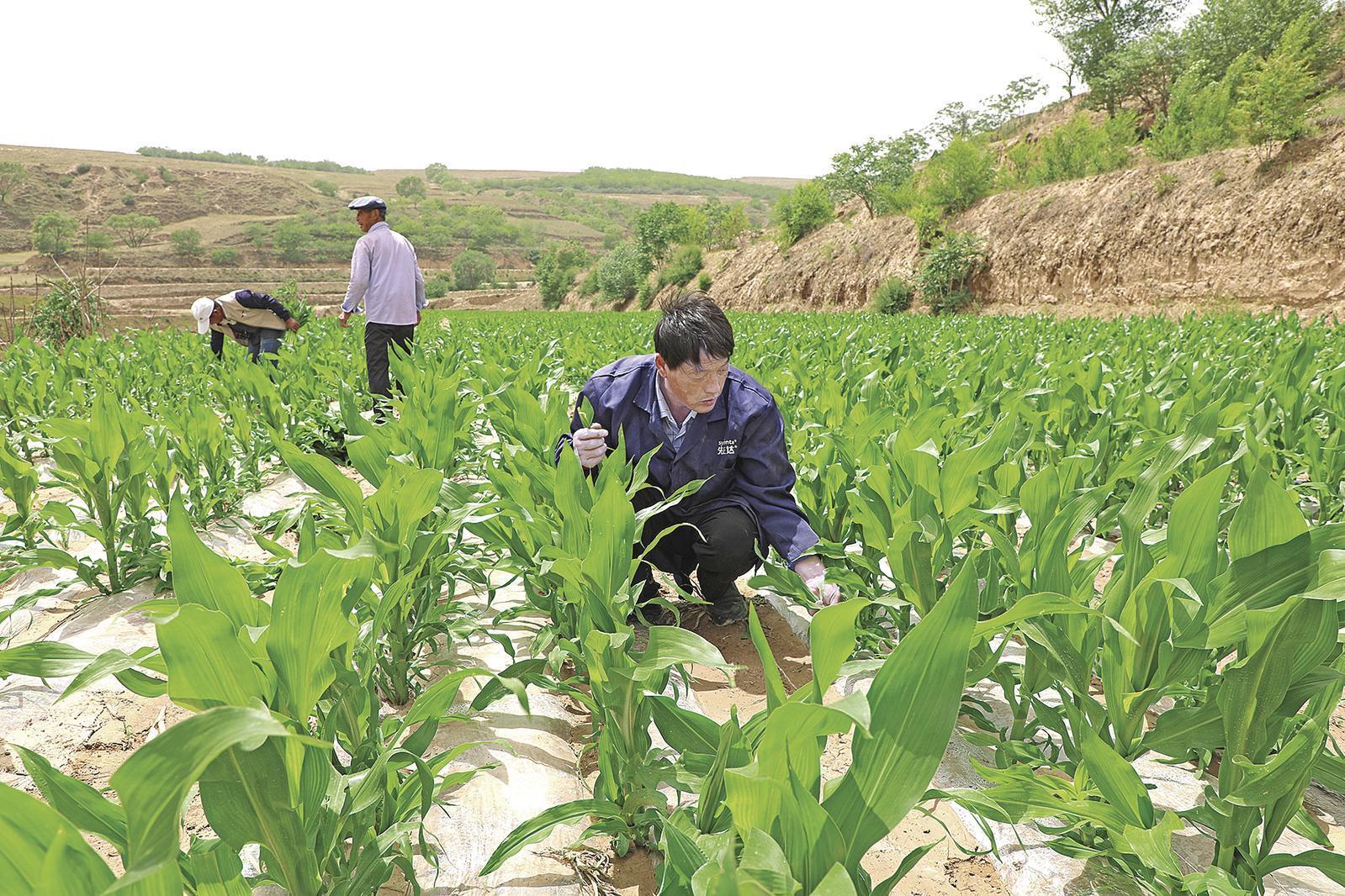 村民搶抓墑情，全力投入玉米管護(hù)、缺苗補(bǔ)種等農(nóng)事當(dāng)中